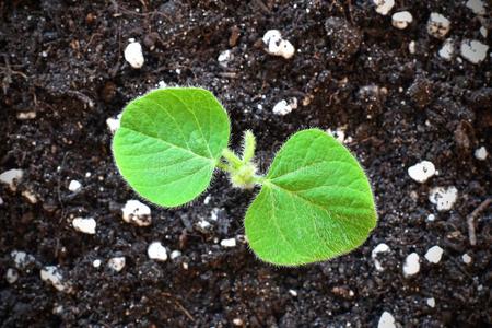 大豆发芽年幼的大豆植物发芽从泥土,顶看法照片