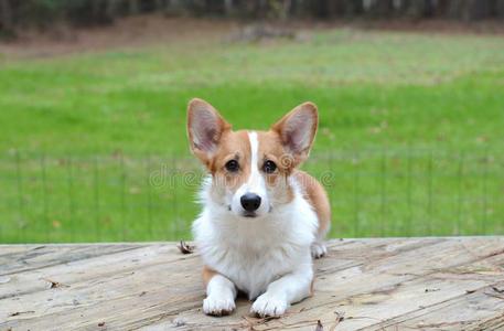 小卡车小的威尔士矮脚狗小狗在外面照片