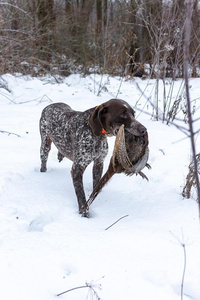 猎狼犬的狗打猎图片