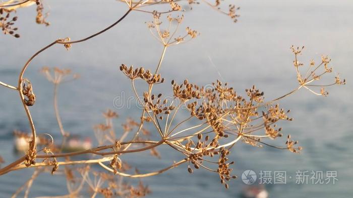 关在上面关于干燥的植物和美丽的水关于奥克里德湖,权杖