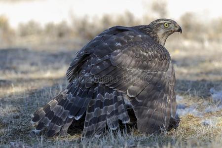 年幼的苍鹰,鹰类万提利斯,给食向指已提到的人地面.西班牙照片