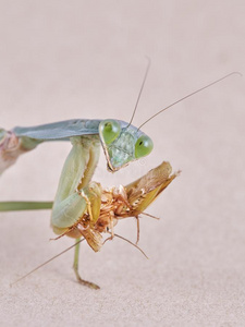 巨人马来西亚人盾祈祷螳螂菱形基层静止的照片