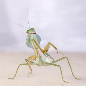 巨人马来西亚人盾祈祷螳螂菱形基层静止的照片