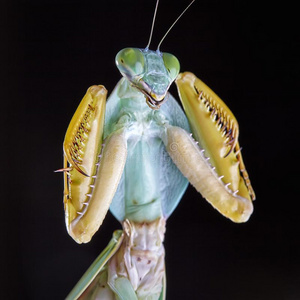 泰国盾螳螂图片