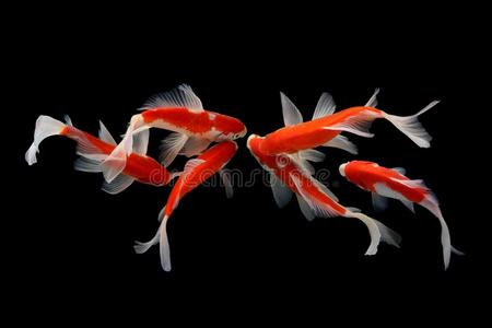 锦鲤鱼金隔离的向黑的背景照片