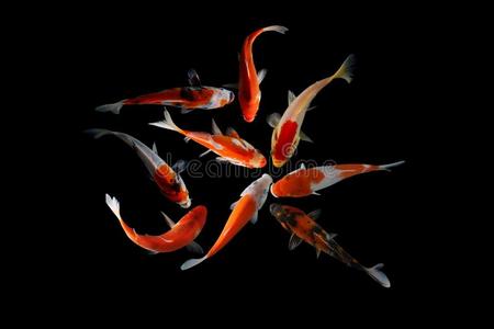 锦鲤鱼黑的背景照片