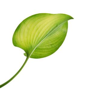百合花叶子图片