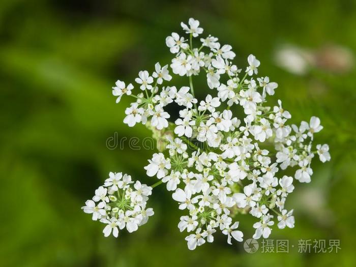 奶牛西芹或野生的山萝卜,峨参属西尔维斯特里斯,花齿丛