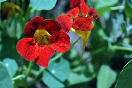名花图片 名花素材 名花插画 摄图新视界