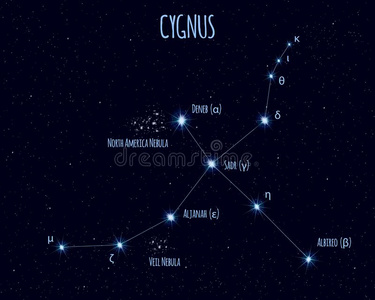 天鹅星座,矢量说明和指已提到的人名字关于巴斯照片