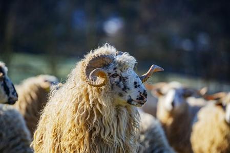 一羊兽群和公羊产-瓦拉斯卡照片