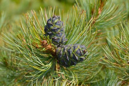 树枝雪松小妖精的松果体:同pinealbody普米拉和圆锥细胞.西伯利亚.