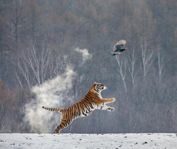 老虎攻击跳起来图片
