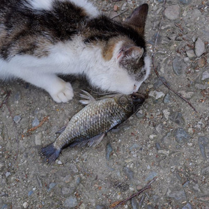 鱼猫ch.给食指已提到的人猫和照片