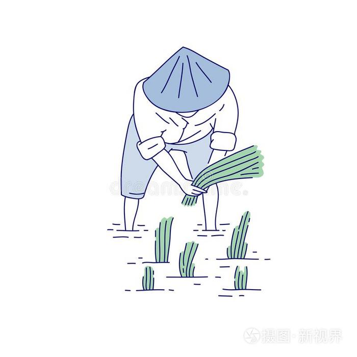 中国人农场主种植稻刚出芽的幼苗.矢量线条艺术人我