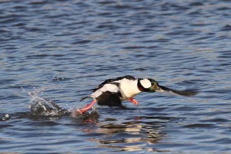 特拉华湾男性的小鸭的一种鸭子跑步为起飞照片