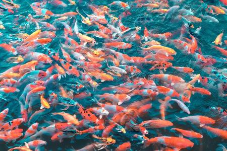 池塘里有许多彩色锦鲤 俯视 日本的鱼叫鲤鱼相似素材图片 摄图新视界