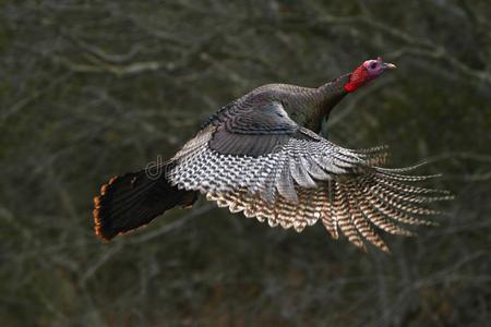 飞行的德克萨斯州火鸡图片
