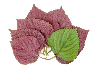 紫苏叶子紫色的朝鲜人紫苏叶子照片