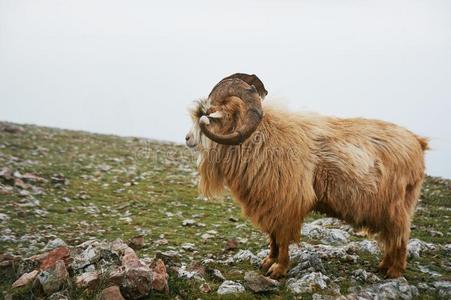 北方山野生的山羊和棕色的毛皮和大的角st和在英语字母表的第7个字母