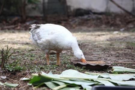 鹅吃图片