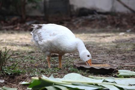 鹅吃东西食物采用花园.照片