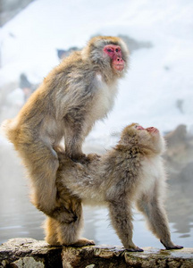 日本热春蛋图片