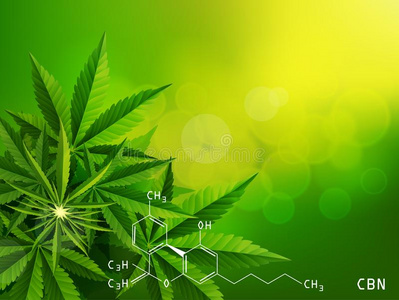 绿色的大麻叶子药物大麻草背景照片