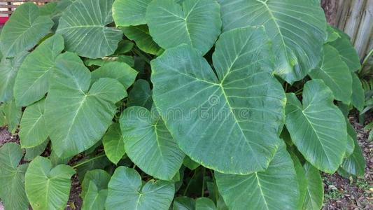 化学部组关于象耳朵植物树叶照片