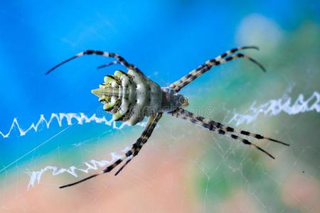鼩形目阿吉普兜水母目科照片
