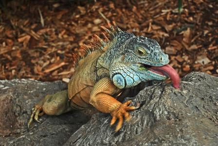 舌头绿色的鬣鳞蜥,隐蔽接收公园,特内里费岛岛照片
