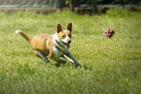 幸福的猎狗狗追赶一玩具采用指已提到的人gr一ss照片