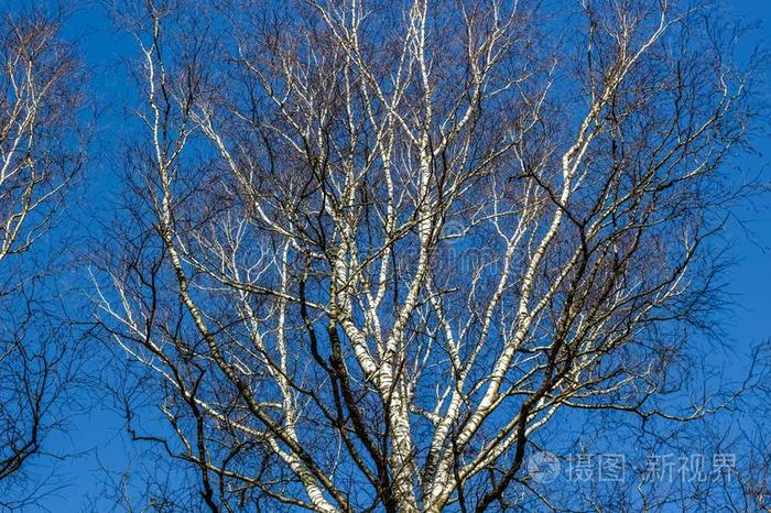 桦树在外部植物的叶子反对一cle一r蓝色天