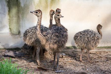非洲黑鸵鸟图片