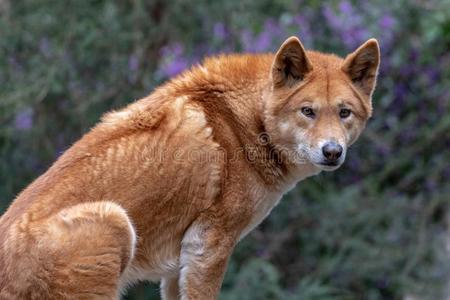 美丽的野狗图片