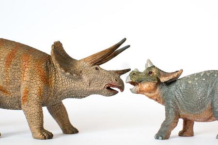 婴儿三角龙和母亲向白色的背景照片