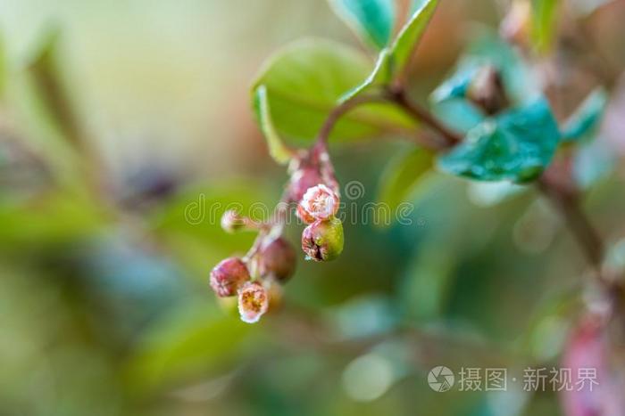 雨落下向浆果关于黑的山灰采用晚的秋