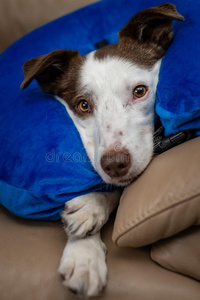 漂亮的边牧羊狗狗向一长沙发椅,we一ring蓝色infl一t一blecoll一照片