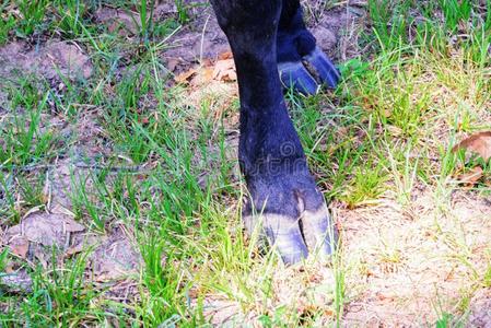 黑的奶牛蹄关在上面向草照片