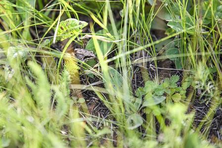躲在植物的青蛙棕色的青蛙躲藏在之间绿色的植物照片