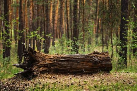 腐朽的树桩图片