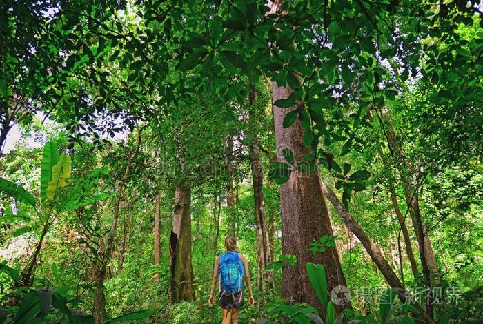 巡回演出徒步旅行采用指已提到的人深的丛林关于指已提到的人山Ch我llan国家的公园我