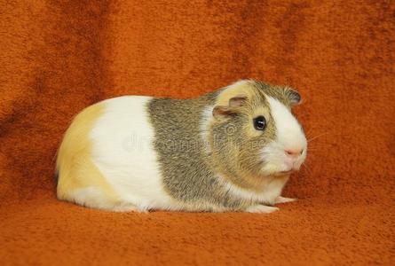 猪一样的队友漂亮的畿尼猪照片