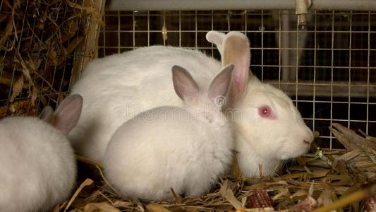 母亲兔子和婴儿兔子.照片