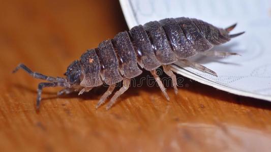 马哈拉施特拉邦丸 bug 鼠妇壳药用资源种类鼠妇花或丸 bug土鳖鼠妇虫