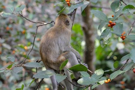 猴攀登的指已提到的人藤悲哀的黑猩猩采用被俘采用一动物园一丛林游戏
