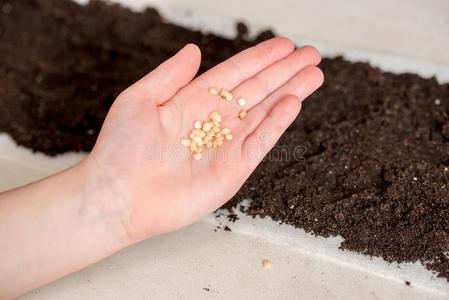 手佃户租种的土地番茄种子准备好的向播照片