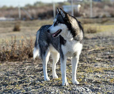 西伯利亚的采用指已提到的人田演奏玛伦牧羊犬小狗采用指已提到的人
