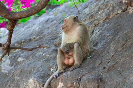 一恒河猴男性的和大的杂乱睾丸坐向一岩石在下面一英语字母表的第20个
