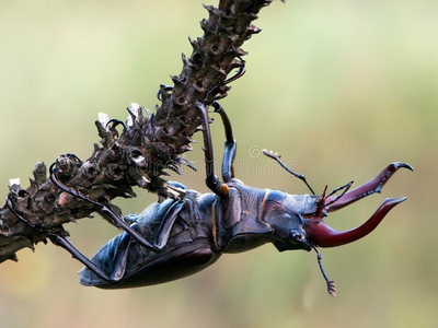 这是(be的三单形式一很be一utiful虫甲壳虫luc一nus鹿属.照片
